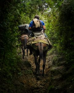 Mules rescue in forest